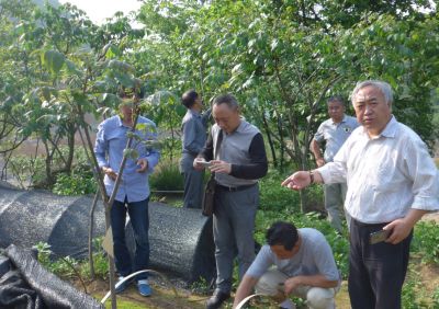 Dr. Chen Jingyuan (right) of Hubei Provincial Academy of Forestry directs the construction of the base