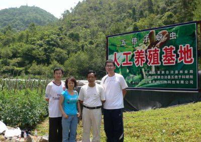 Professor Ren Zhumei from Shanxi University (second from left) studies the Gallnut tree